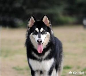 哈士奇和阿拉斯加的区别狗狗品种(长毛哈士奇和阿拉斯加的区别)-警犬训练器材厂家 _警犬训练用品_工作犬训练用品-南京开久警犬装备