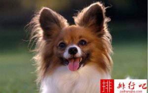 小型犬可爱的狗狗有哪些(可爱的小型犬)-警犬训练器材厂家 _警犬训练用品_工作犬训练用品-南京开久警犬装备