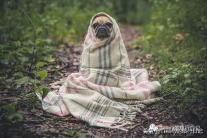 比格犬鼻子上得了螨虫皮肤病怎么治-警犬训练器材厂家 _警犬训练用品_工作犬训练用品-南京开久警犬装备