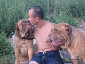 波尔多獒犬价格(波尔多红獒犬)-警犬训练器材厂家 _警犬训练用品_工作犬训练用品-南京开久警犬装备