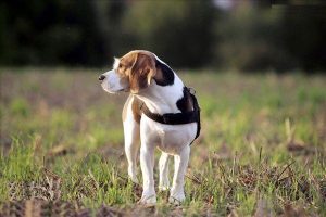 比格犬喂食标准,比格犬颜色标准-警犬训练器材厂家 _警犬训练用品_工作犬训练用品-南京开久警犬装备