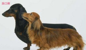 十大猎犬排名(世界上顶级猎犬)-警犬训练器材厂家 _警犬训练用品_工作犬训练用品-南京开久警犬装备