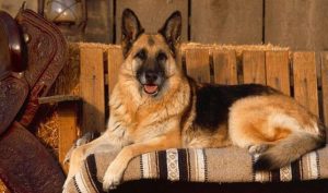 大狼狗是什么品种(梦见大狼狗是什么意思)-警犬训练器材厂家 _警犬训练用品_工作犬训练用品-南京开久警犬装备