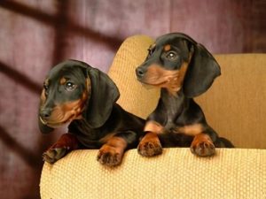 没体臭的狗，狗体臭的原因是什么-警犬训练器材厂家 _警犬训练用品_工作犬训练用品-南京开久警犬装备