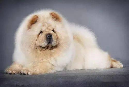 松师犬能长多高 - 警犬训练器材厂家 _警犬训练用品_工作犬训练用品-南京开久警犬装备-警犬训练器材厂家 _警犬训练用品_工作犬训练用品-南京开久警犬装备