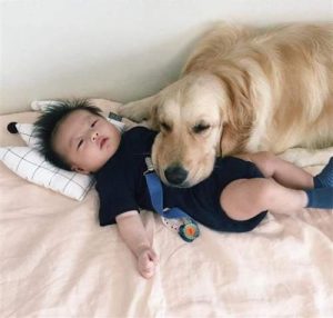 苏格兰牧羊犬价格(黑色苏格兰牧羊犬价格)-警犬训练器材厂家 _警犬训练用品_工作犬训练用品-南京开久警犬装备