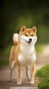 狼和狗有什么相同点(猫和狗有什么相同点)-警犬训练器材厂家 _警犬训练用品_工作犬训练用品-南京开久警犬装备