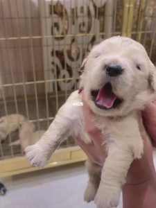 肉球狗是什么狗(像个肉球狗是什么品种)-警犬训练器材厂家 _警犬训练用品_工作犬训练用品-南京开久警犬装备