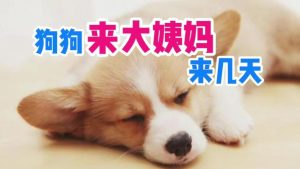 狗狗隔两个月又来例假了(两个月的狗狗隔几个小时喂一次)-警犬训练器材厂家 _警犬训练用品_工作犬训练用品-南京开久警犬装备