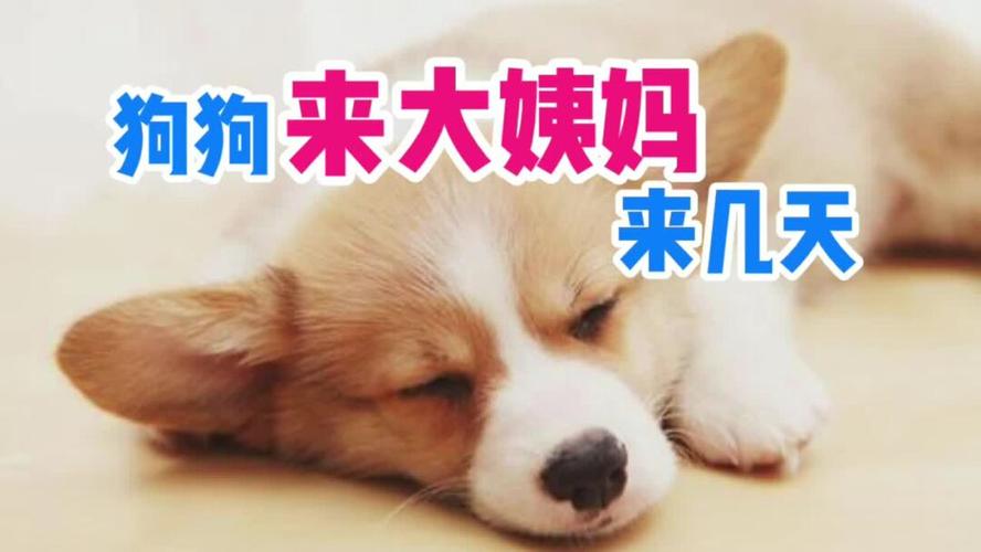 狗狗隔两个月又来例假了(两个月的狗狗隔几个小时喂一次) - 警犬训练器材厂家 _警犬训练用品_工作犬训练用品-南京开久警犬装备-警犬训练器材厂家 _警犬训练用品_工作犬训练用品-南京开久警犬装备