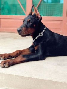 杜宾犬立耳要多久才好(杜宾犬剪耳多久拆线)-警犬训练器材厂家 _警犬训练用品_工作犬训练用品-南京开久警犬装备