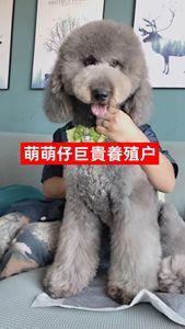 贵宾犬吃什么主食mdash【宠物圈】-警犬训练器材厂家 _警犬训练用品_工作犬训练用品-南京开久警犬装备