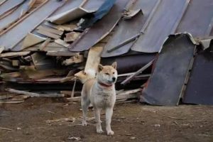 柴犬奇迹物语国语(柴犬奇迹物语 *** 真事)-警犬训练器材厂家 _警犬训练用品_工作犬训练用品-南京开久警犬装备