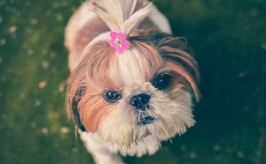 跳跳妹妹宠物狗的名字(跳跳的妹妹取什么名字好)-警犬训练器材厂家 _警犬训练用品_工作犬训练用品-南京开久警犬装备