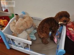 宠物狗的大小便如何训萌宠-警犬训练器材厂家 _警犬训练用品_工作犬训练用品-南京开久警犬装备