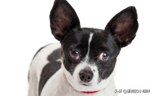 狗流一只眼睛流眼泪是什么原因(狗流一只眼睛流眼泪是什么原因引起的)-警犬训练器材厂家 _警犬训练用品_工作犬训练用品-南京开久警犬装备