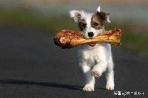 幼犬吞了好大一块骨头  幼犬吞了好大一块骨头,想吐吐不出,怎么办-警犬训练器材厂家 _警犬训练用品_工作犬训练用品-南京开久警犬装备