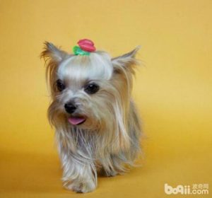 不掉毛的小型犬(小型犬不掉毛无体味的狗排名)-警犬训练器材厂家 _警犬训练用品_工作犬训练用品-南京开久警犬装备