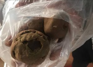 狗价格大全，宠物狗多少钱-警犬训练器材厂家 _警犬训练用品_工作犬训练用品-南京开久警犬装备