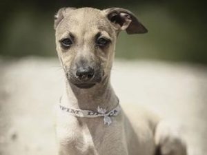 意大利灵缇犬优缺点(意大利小灵缇犬的优缺点)-警犬训练器材厂家 _警犬训练用品_工作犬训练用品-南京开久警犬装备