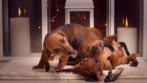 德国猎肠犬(德国猎梗是什么犬)-警犬训练器材厂家 _警犬训练用品_工作犬训练用品-南京开久警犬装备