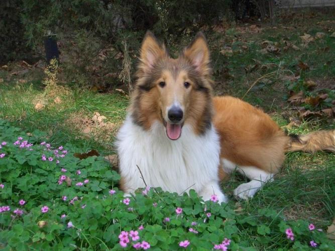 苏牧是啥狗(跟苏牧长得很像的狗) - 警犬训练器材厂家 _警犬训练用品_工作犬训练用品-南京开久警犬装备-警犬训练器材厂家 _警犬训练用品_工作犬训练用品-南京开久警犬装备