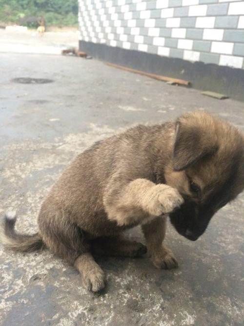 甘肃大土狗(甘肃大土狗有哪些品种) - 警犬训练器材厂家 _警犬训练用品_工作犬训练用品-南京开久警犬装备-警犬训练器材厂家 _警犬训练用品_工作犬训练用品-南京开久警犬装备