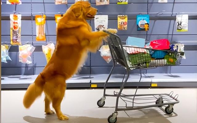 金毛犬大概要多少钱(金毛犬多少钱一只幼崽) - 警犬训练器材厂家 _警犬训练用品_工作犬训练用品-南京开久警犬装备-警犬训练器材厂家 _警犬训练用品_工作犬训练用品-南京开久警犬装备