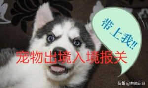 宠物狗出口需要什么手续？高铁带宠物狗需要什么手续-警犬训练器材厂家 _警犬训练用品_工作犬训练用品-南京开久警犬装备