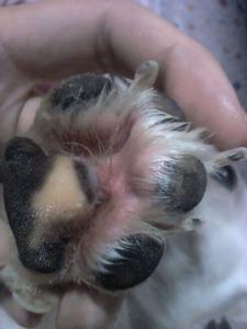 狗狗脚垫的毛很厚(狗狗脚垫变厚)-警犬训练器材厂家 _警犬训练用品_工作犬训练用品-南京开久警犬装备