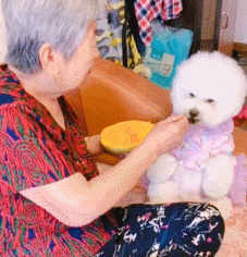 导盲犬价格(导盲犬价格 拉布拉多)-警犬训练器材厂家 _警犬训练用品_工作犬训练用品-南京开久警犬装备