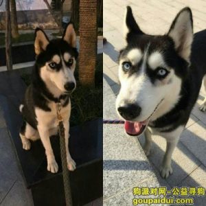 西安哪里买狗比较正规？西安蓝田玉哪里买正规-警犬训练器材厂家 _警犬训练用品_工作犬训练用品-南京开久警犬装备