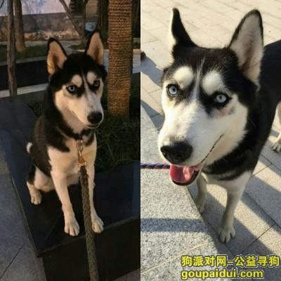 西安哪里买狗比较正规？西安蓝田玉哪里买正规 - 警犬训练器材厂家 _警犬训练用品_工作犬训练用品-南京开久警犬装备-警犬训练器材厂家 _警犬训练用品_工作犬训练用品-南京开久警犬装备