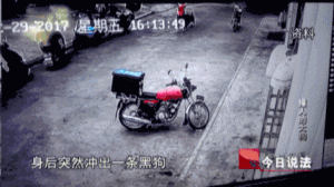 警方受理以死对抗遛狗人案  警方受理以死对抗遛狗人案 安阳狗咬人-警犬训练器材厂家 _警犬训练用品_工作犬训练用品-南京开久警犬装备