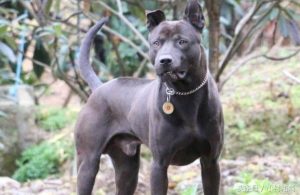 威斯拉犬多少钱?威斯拉犬介绍狗狗品种-警犬训练器材厂家 _警犬训练用品_工作犬训练用品-南京开久警犬装备