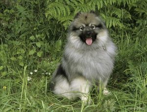 荷兰毛狮犬介绍(荷兰毛狮犬的缺点)-警犬训练器材厂家 _警犬训练用品_工作犬训练用品-南京开久警犬装备