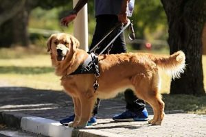 导盲犬都是什么品种的？导盲犬什么品种最多-警犬训练器材厂家 _警犬训练用品_工作犬训练用品-南京开久警犬装备