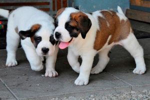 圣伯纳幼犬(坎高犬幼犬)-警犬训练器材厂家 _警犬训练用品_工作犬训练用品-南京开久警犬装备