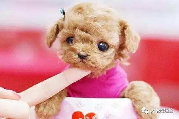 茶杯泰迪犬能活多久_茶杯泰迪犬好养吗 - 警犬训练器材厂家 _警犬训练用品_工作犬训练用品-南京开久警犬装备-警犬训练器材厂家 _警犬训练用品_工作犬训练用品-南京开久警犬装备