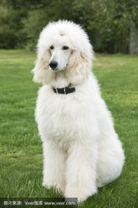 贵宾犬好养吗(贵宾犬好养吗)-警犬训练器材厂家 _警犬训练用品_工作犬训练用品-南京开久警犬装备