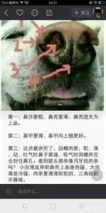 中华田园犬最好的品种，中华田园犬品种图鉴-警犬训练器材厂家 _警犬训练用品_工作犬训练用品-南京开久警犬装备