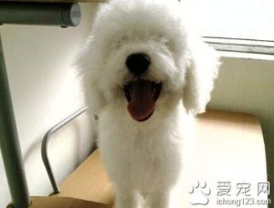 犬瘟狗狗抽搐怎么办?狗狗得了犬瘟抽搐越来越严重怎么办-警犬训练器材厂家 _警犬训练用品_工作犬训练用品-南京开久警犬装备