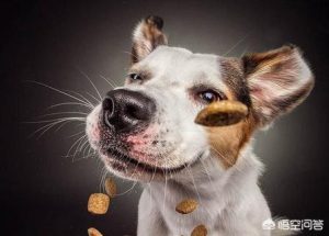 秋田犬智商相当于几岁？秋田犬智商排第几名-警犬训练器材厂家 _警犬训练用品_工作犬训练用品-南京开久警犬装备