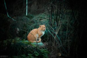 狗狗 *** 上的毛可以剪吗-警犬训练器材厂家 _警犬训练用品_工作犬训练用品-南京开久警犬装备