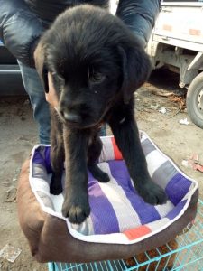 拉布拉多犬和狼狗的串串(中华田园犬与拉布拉多犬的串串)-警犬训练器材厂家 _警犬训练用品_工作犬训练用品-南京开久警犬装备