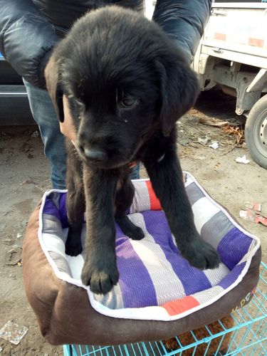拉布拉多犬和狼狗的串串(中华田园犬与拉布拉多犬的串串) - 警犬训练器材厂家 _警犬训练用品_工作犬训练用品-南京开久警犬装备-警犬训练器材厂家 _警犬训练用品_工作犬训练用品-南京开久警犬装备