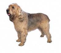 奥达猎犬价格(奥达猎犬 *** )-警犬训练器材厂家 _警犬训练用品_工作犬训练用品-南京开久警犬装备