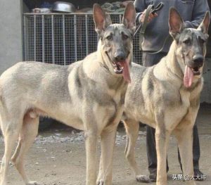 大型狼青犬_ *** 狼青犬-警犬训练器材厂家 _警犬训练用品_工作犬训练用品-南京开久警犬装备
