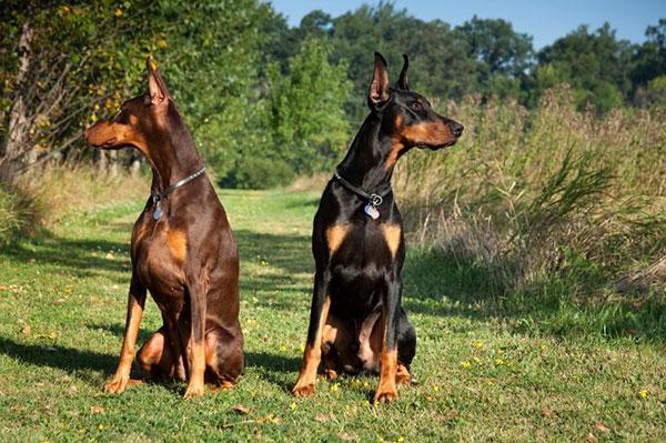 国内德系杜宾犬舍排名(德系杜宾犬舍推荐) - 警犬训练器材厂家 _警犬训练用品_工作犬训练用品-南京开久警犬装备-警犬训练器材厂家 _警犬训练用品_工作犬训练用品-南京开久警犬装备