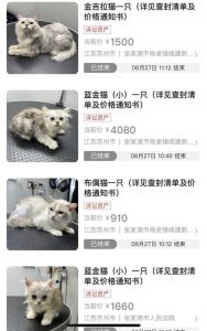 虎斑犬多少钱(虎斑猫多少钱一只)-警犬训练器材厂家 _警犬训练用品_工作犬训练用品-南京开久警犬装备
